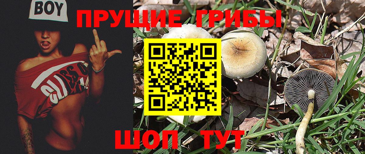 Псилоцибиновые грибы Psilocybine cubensis  как найти   Каменск-Шахтинский  Вход с VPN 